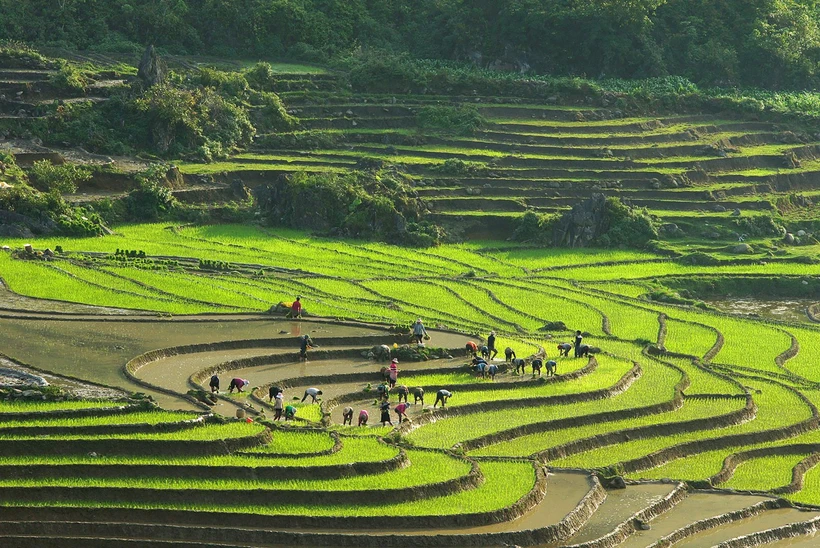 Ngây ngất ruộng bậc thang Sa Pa mùa nước đổ