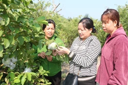 Phụ nữ dân tộc thiểu số Sóc Trăng tự lực vươn lên, thay đổi “nếp nghĩ, cách làm”