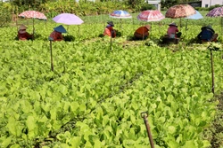 Nông dân Tiền Giang chuyển gần 4.000 ha sang trồng rau màu để “chung sống với lũ”