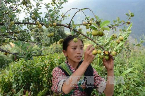 Làm kinh tế ở Mù Cang Chải