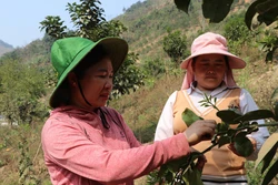 Trưởng thôn Lò Thị Phương gieo niềm tin, giúp đồng bào dân tộc thiểu số thoát nghèo bền vững