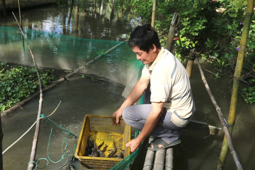 Mô hình nuôi cá chạch lấu của ông Huỳnh Văn Ba, xã Đại Phước, huyện Càng Long. Ảnh: Thanh Hòa - TTXVN