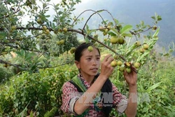 Làm kinh tế ở Mù Cang Chải